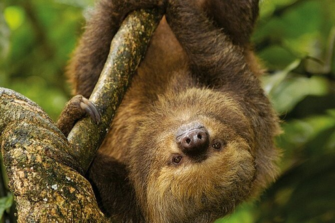 Manu Jungle Tour from Cusco (4 Days) - Day 2, the peke peke to Treehouse INN