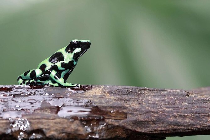 Manu Jungle Tour from Cusco (4 Days) - Treehouse walks, medicinal plants, and birdlife