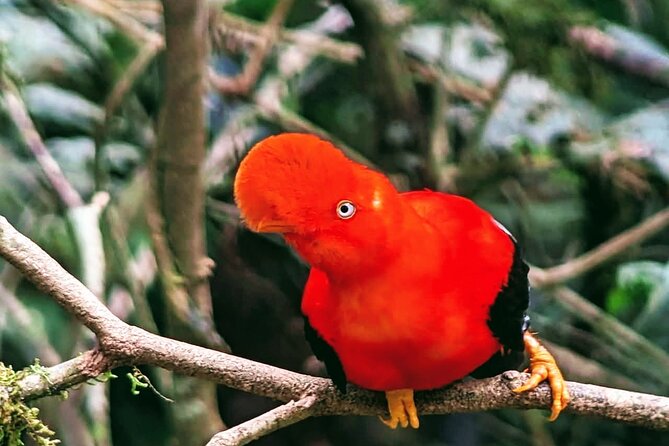 Manu jungle tours from Cusco (2 days). - Key points to know before booking