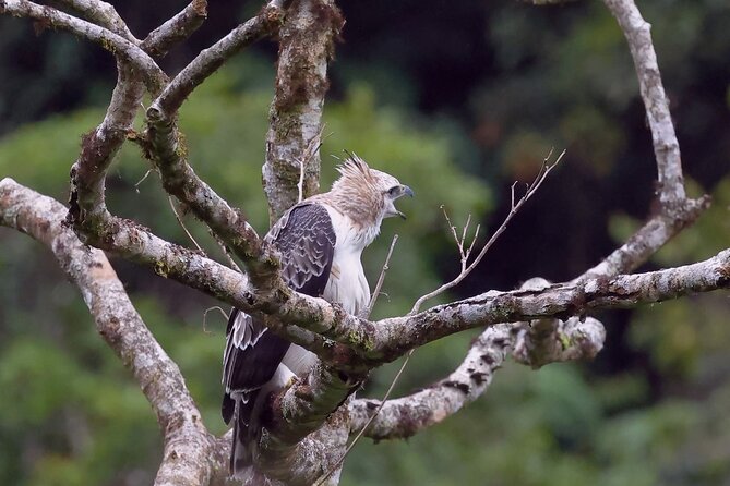 Manu jungle tours from Cusco (2 days). - A night excursion for creatures after dark