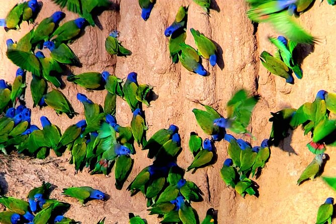Manu jungle tours from Cusco (2 days). - Day two: trails, animals, and useful plant knowledge
