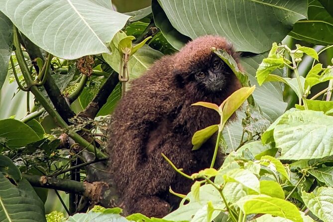 Manu jungle tours from Cusco (2 days). - Cloud forest walks and waterfalls on day one