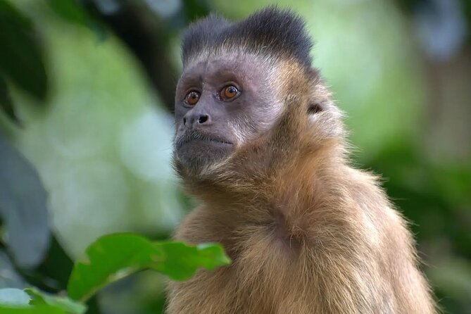 Manu National Park 2 Days Tour Peruvian Amazon - Tres Cruces and the cloud forest