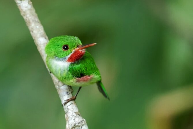 Manu National Park 2 Days Tour Peruvian Amazon - Amazon Pona Lodge and the optional night walk