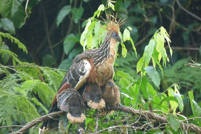 Manu National Park 4-Day Eco Tour from Cusco - Day 4: A long road back to Cusco