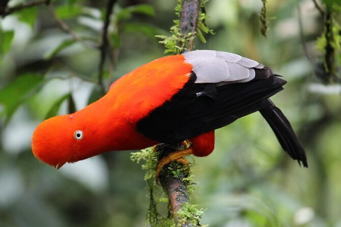 Manu National Park 4-Day Eco Tour from Cusco - The guide makes the forest readable