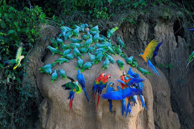 Manu National Park Tour 4 Days/3 Nights - Key Points Before You Book