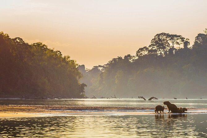 Manu National Park Tour 4 Days/3 Nights - What You See After Dark