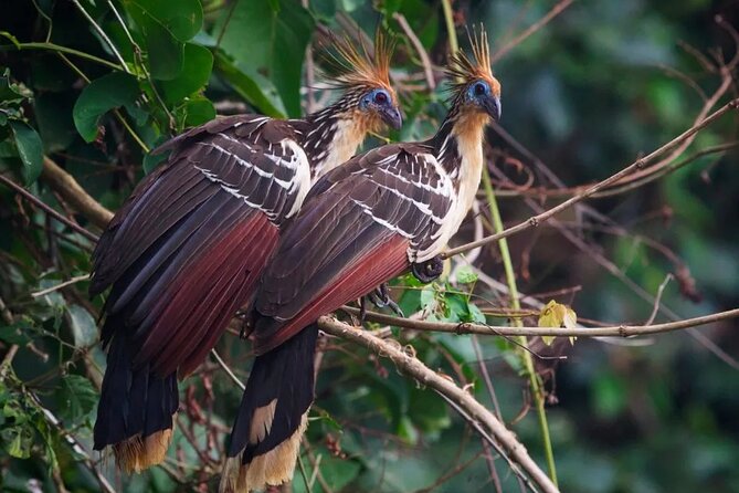 Manu National Park Tour 4 Days/3 Nights - The 5 a.m. Clay Wall Visit