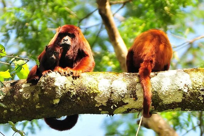 Manu National Park Tour 4 Days/3 Nights - The Return to Cusco Takes Six Hours