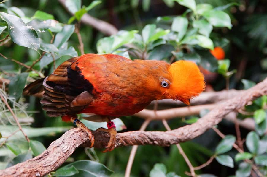 Manu National Park Tours from Cusco 5 Days - From Cusco to Paucartambo on Day 1