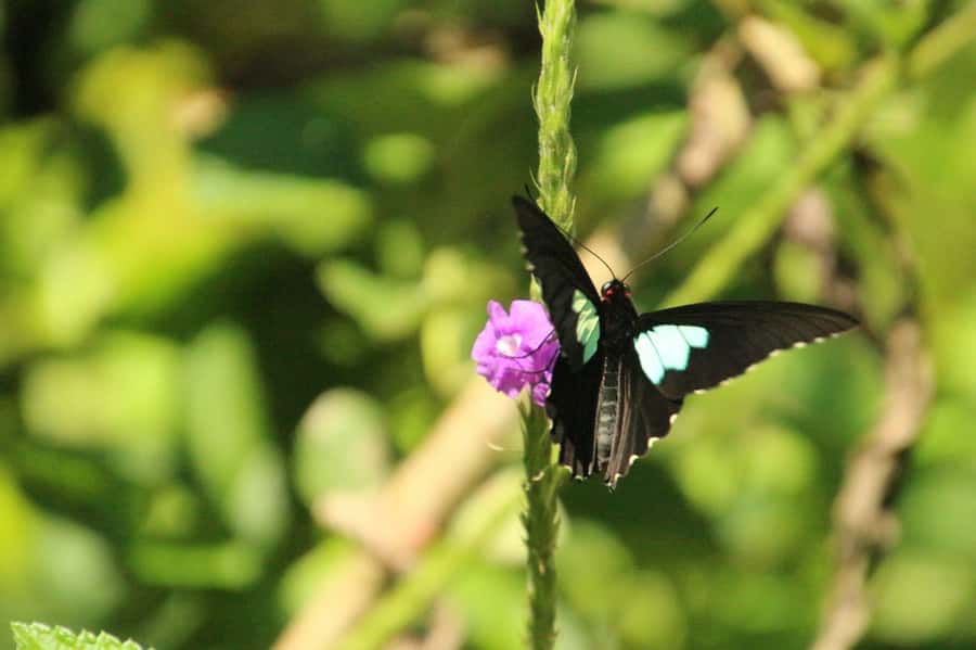 Manu National Park Tours from Cusco 5 Days - Parrots, plants, and sunset on Day 3