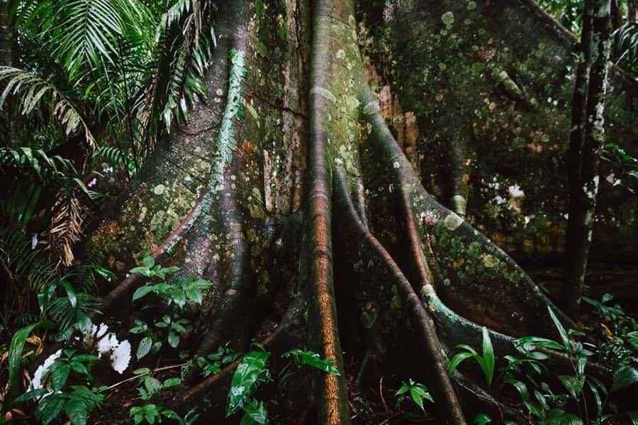 Manu National Park Tours from Cusco 5 Days - The return to Bambu Lodge on Day 4