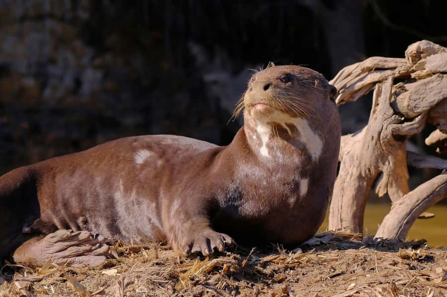 Manu National Park Tours from Cusco 5 Days - The road back to Cusco on Day 5