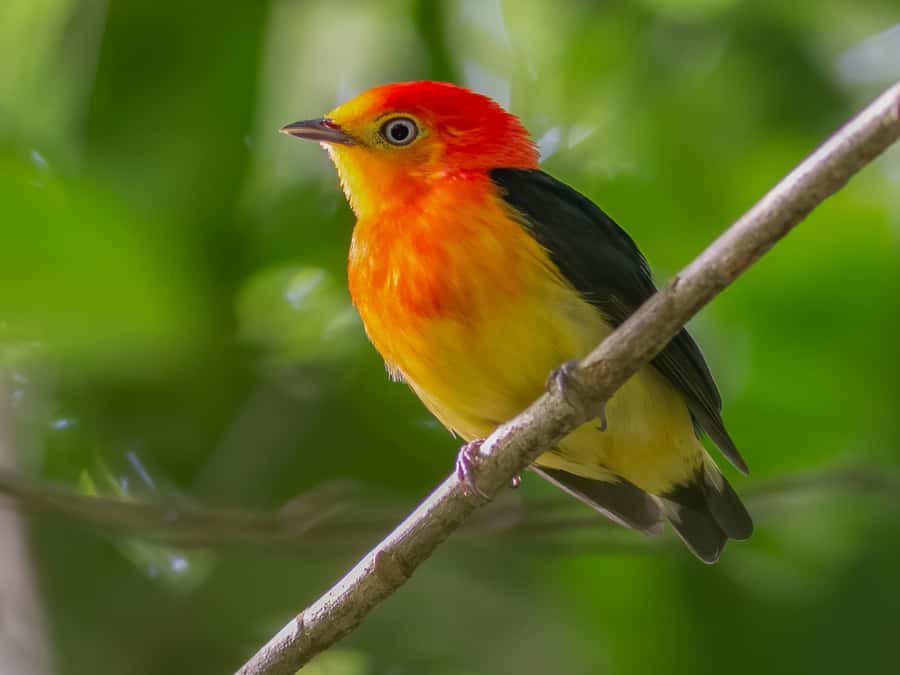Manu National Park Tours from Cusco 5 Days - What $673 includes and what it means