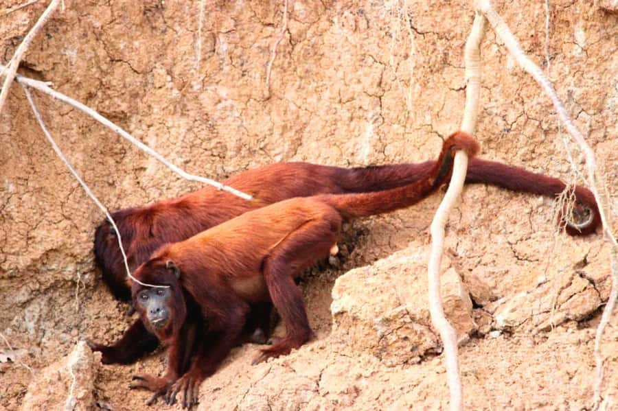 Manu National Park Tours from Cusco 5 Days - Bambu Lodge and the first rainforest night