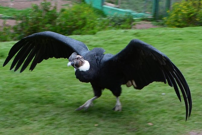 Mystic experience at Cochahuasi ( blessings of the Andean condor) - Meeting the rescued animals at Cochahuasi