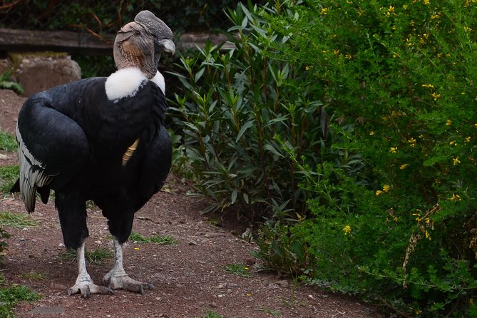 Mystic experience at Cochahuasi ( blessings of the Andean condor) - Is $57.70 a fair price?