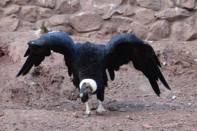 Mystic experience at Cochahuasi ( blessings of the Andean condor) - Practical details before you reserve
