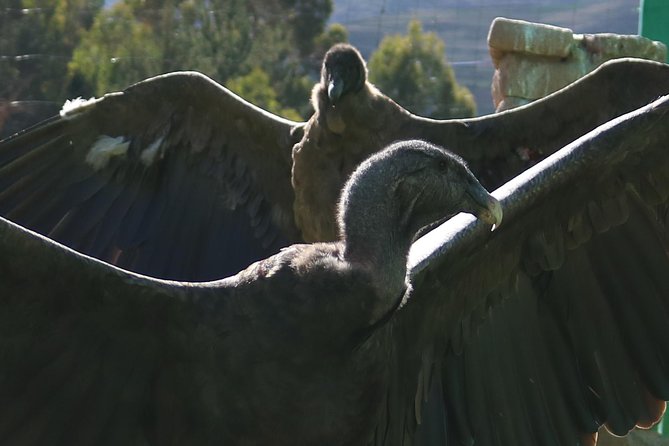 Mystic experience at Cochahuasi ( blessings of the Andean condor) - What the 2 hours and 45 minutes really includes