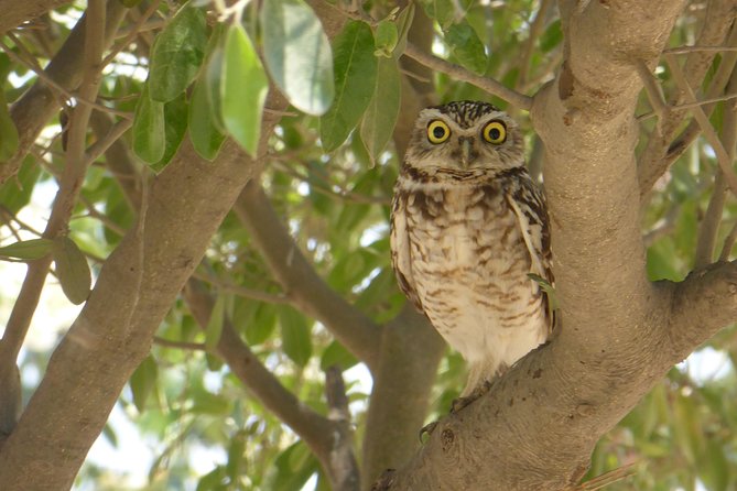 Nature tour, Pómac Forest with picnic breakfast included. - Leaving Chiclayo early for the sanctuary