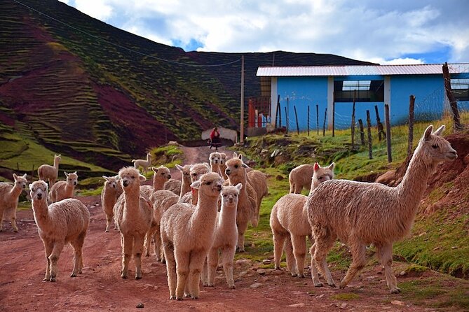 Palccoyo Rainbow Mountain from Cusco with transfers and lunch - Key points to know before booking
