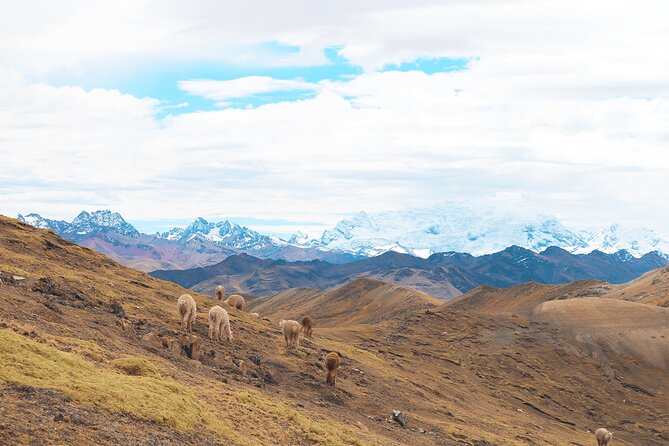 Palccoyo Rainbow Mountain Full Day Tour from Cusco - Who should book this Palccoyo tour?