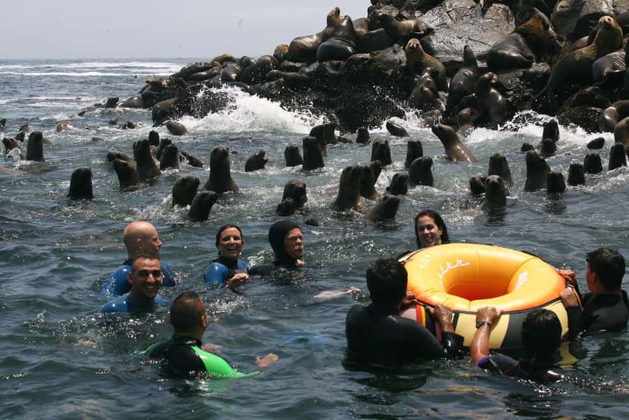 Palomino Islands Yacht Tour and swim alongside the sea lions - Key points to know before booking