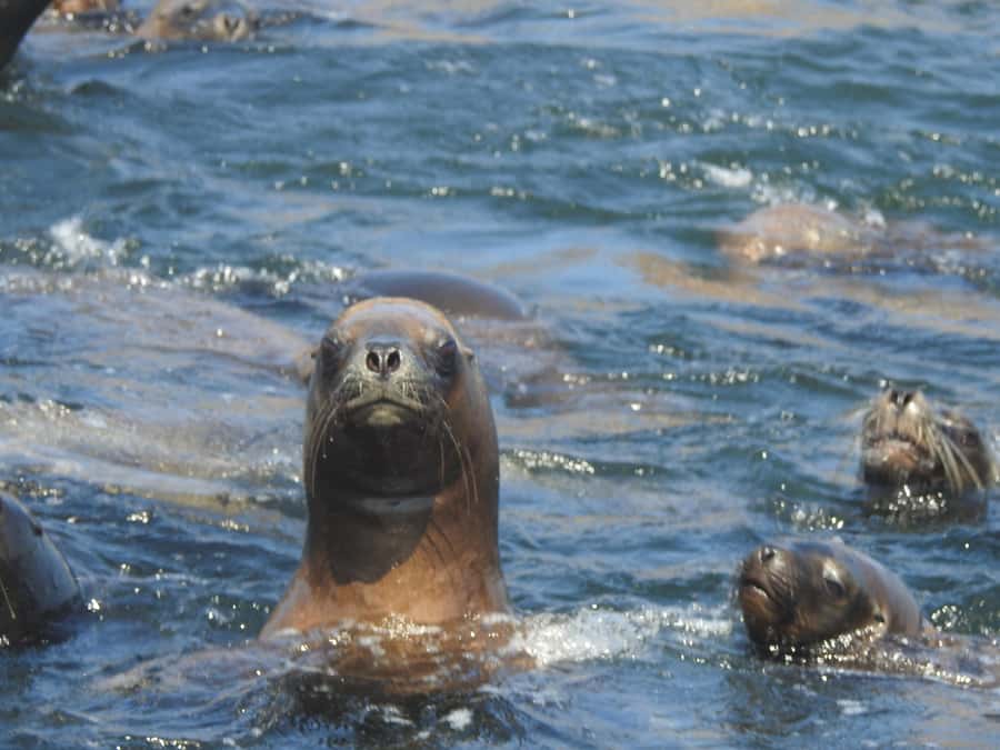 Palomino Islands Yacht Tour and swim alongside the sea lions - The 45-minute ride from Plaza Grau to open water