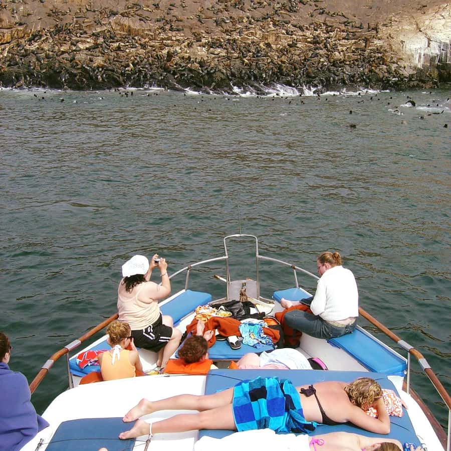 Palomino Islands Yacht Tour and swim alongside the sea lions - Starting from Miraflores, Barranco, or San Isidro