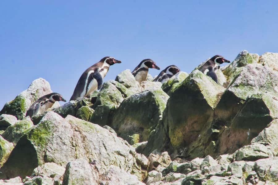 Paracas: Ballestas Islands and Candelabra of Paracas Boat - Key points to know before you book