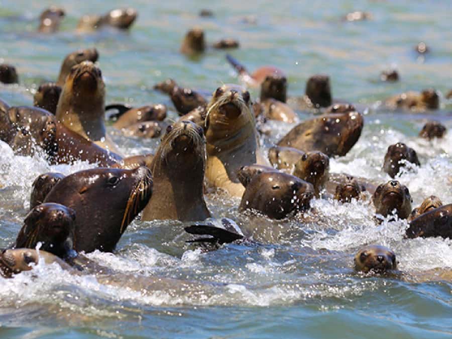 Paracas: Ballestas Islands and Candelabra of Paracas Boat - The Ballestas Islands and their crowded rock shelves