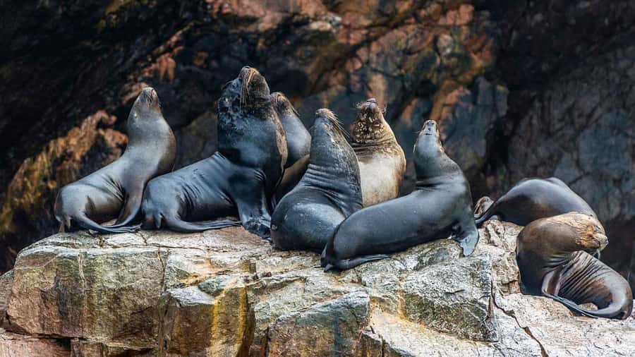 Paracas: Ballestas Islands and Candelabra of Paracas Boat - What the guide and crew add to the outing