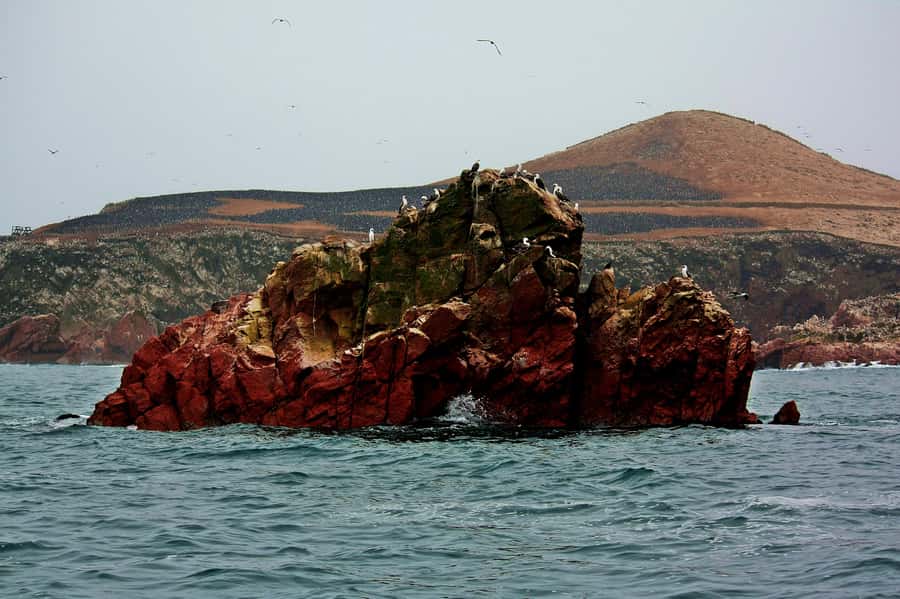 Paracas: Ballestas Islands and Candelabra of Paracas Boat - My final call on the Paracas boat experience