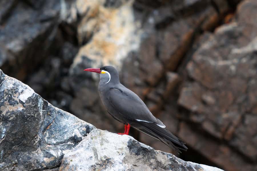 Paracas: Ballestas Islands and Candelabro Boat Tour - Should you book the JD Adventure Travel tour?