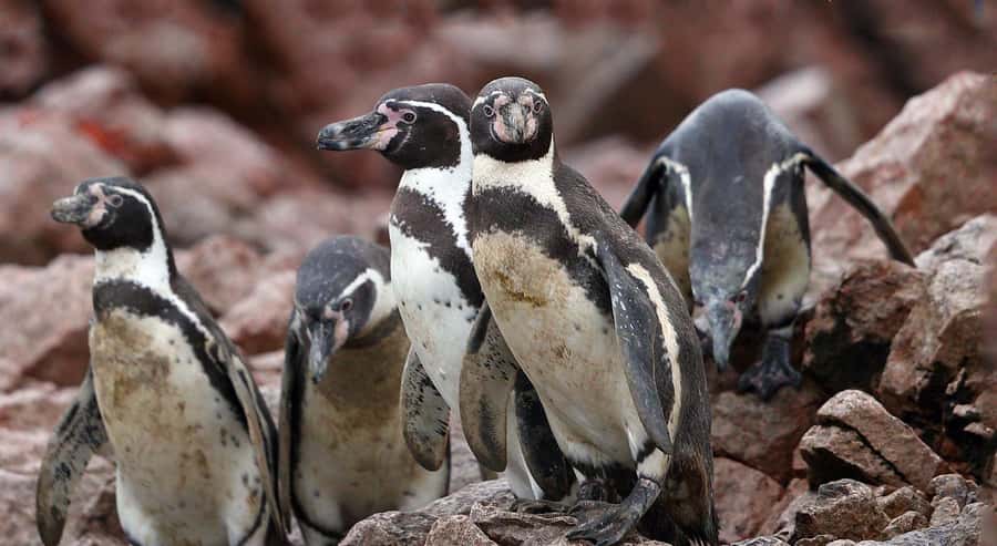 Paracas: Ballestas Islands and Candelabro Boat Tour - Starting at JD Adventure Travel in Paracas