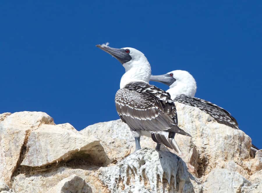 Paracas: Ballestas Islands and Candelabro Boat Tour - Ballestas Islands wildlife in a 40-minute circuit