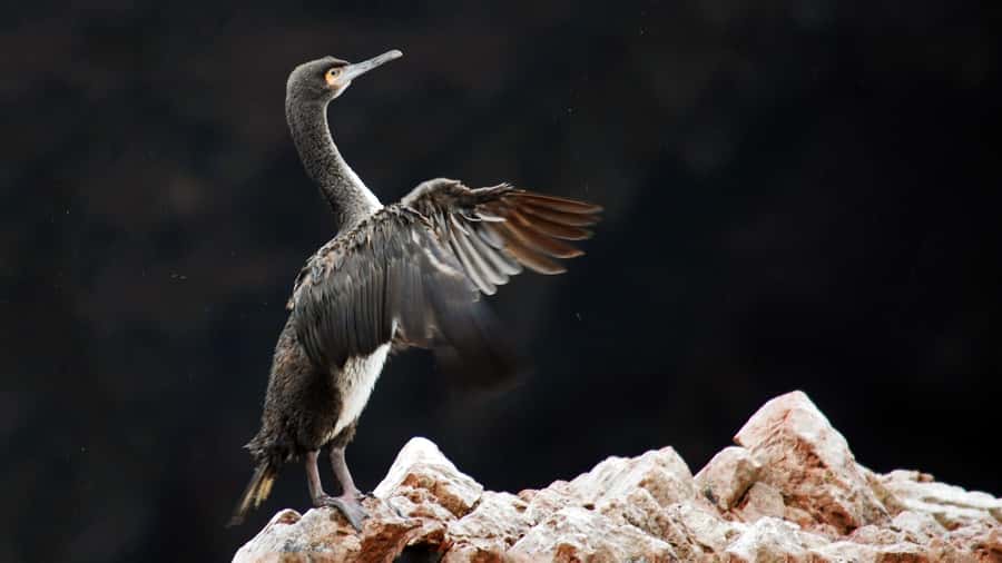 Paracas: Ballestas Islands and Candelabro Boat Tour - Weather, timing, and comfort