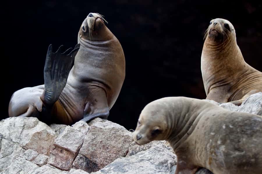 Paracas: Ballestas Islands and Candelabro Boat Tour - Who will enjoy this Paracas boat tour?