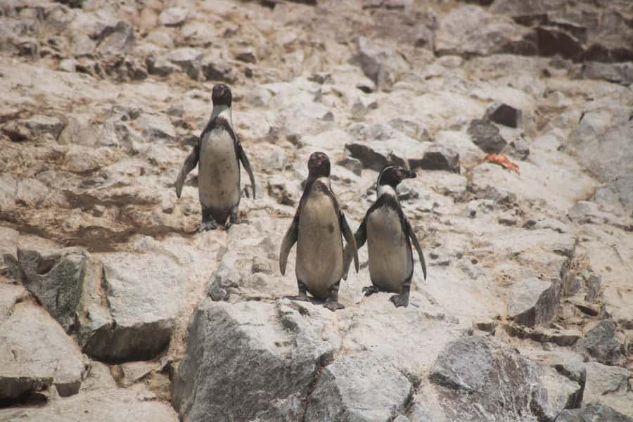PARACAS: BALLESTAS ISLANDS AND NATIONAL RESERVE - Why this Paracas combination works so well