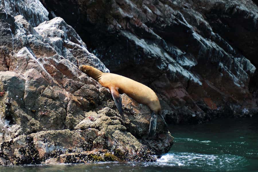 PARACAS: BALLESTAS ISLANDS AND NATIONAL RESERVE - Sea lions, penguins, and guano birds