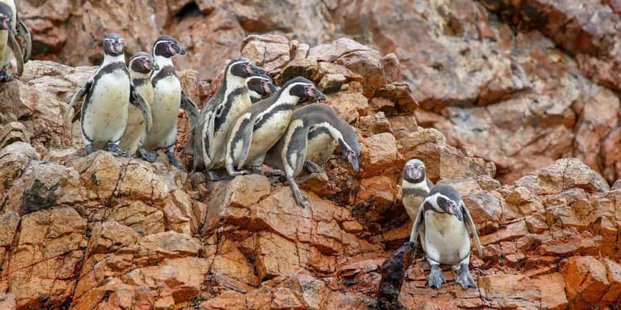 Paracas: Ballestas Islands Boat tour - Islas Ballestas - Ballestas Islands tour: key points