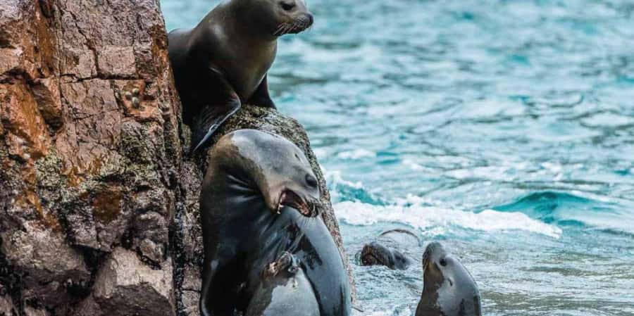 Paracas: Ballestas Islands Boat tour - Islas Ballestas - Reaching the islands after fifteen minutes