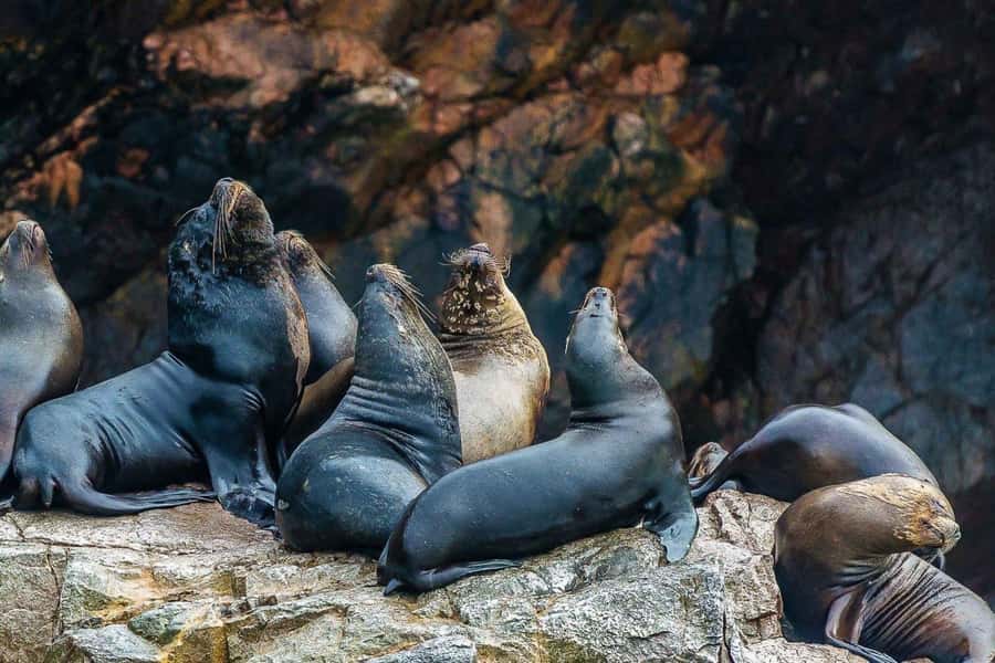 Paracas: Ballestas Islands Boat tour - Islas Ballestas - The sea lion maternity area