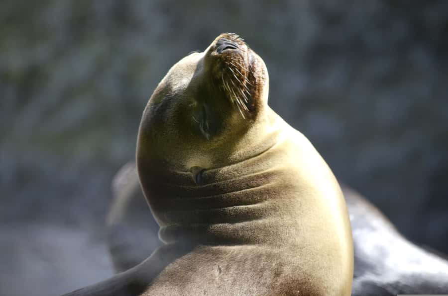 Paracas: Ballestas Islands Boat tour - Islas Ballestas - What the two-hour schedule really means