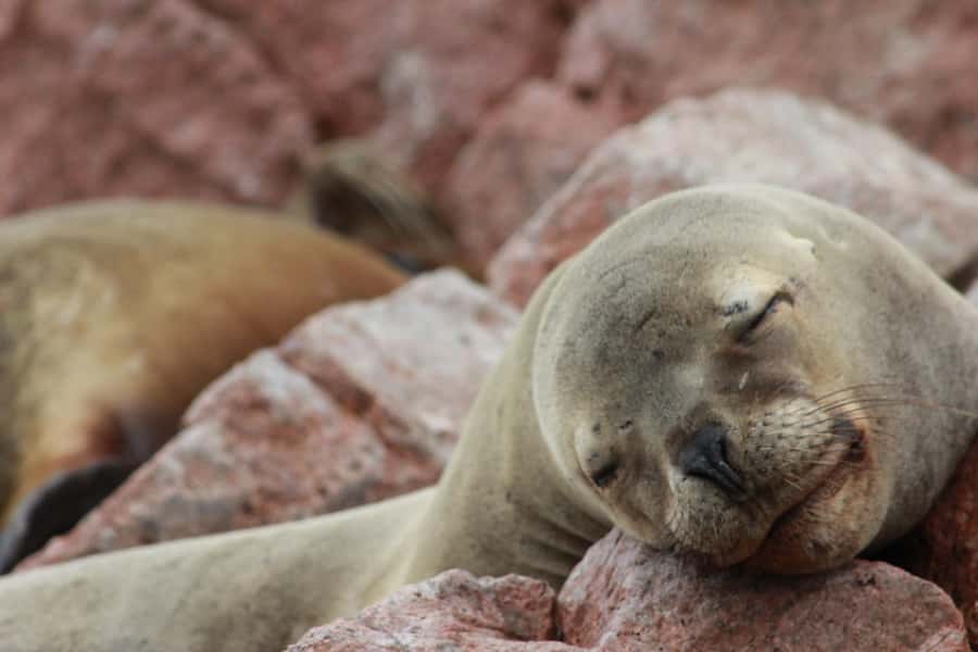 Paracas: Ballestas Islands Guided Boat Tour - Key points before you book