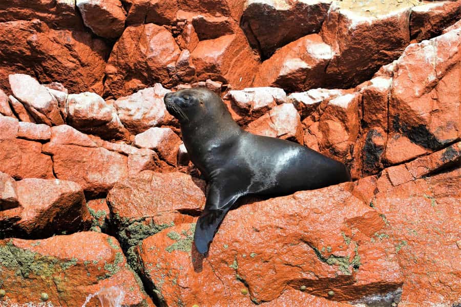 Paracas: Ballestas Islands Guided Boat Tour - The Paracas Candelabra, a mystery on the hillside