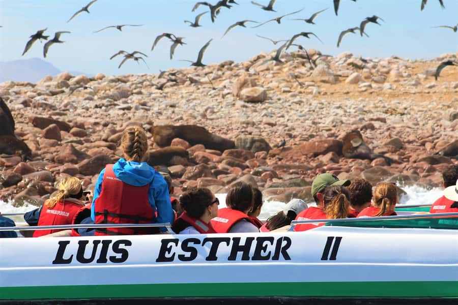 Paracas: Ballestas Islands Guided Boat Tour - What the guide adds to the experience