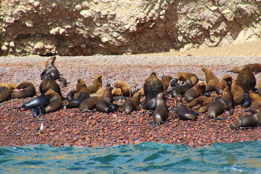 Paracas: Ballestas Islands Guided Boat Tour - How much time do you really get?