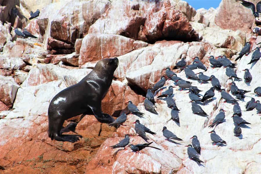 Paracas: Ballestas Islands Guided Boat Tour - Is $17 good value?